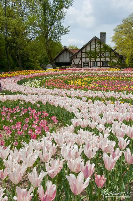 "Tulips" (@ Kronenberg, Okayama) ~ by Toshimo1123 on flickr Tulips Garden, Okayama, Alam Semula Jadi, Flower Field, Dream Garden, Daffodils, Nature Beauty, Pretty Flowers, Botanical Gardens