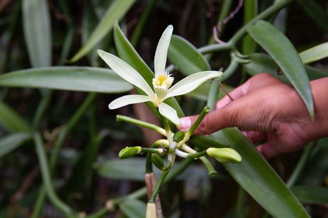 How to Grow Vanilla Bean Orchids (And Harvest Your Own Vanilla!) Growing Vanilla Beans, Vanilla Bean Plant, Growing Vanilla, Grow Vanilla, Grow Vanilla Beans, Indoor Orchid Care, Cold Weather Plants, The Best Buttercream Frosting, Grow Herbs Indoors