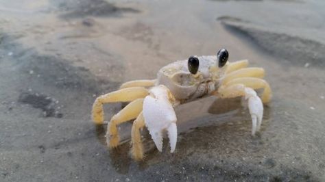 Ghost Crab on Hilton Head Island Beach Ghost Crab, Nc Tattoo, Aquarium Pictures, Crab Tattoo, 3 Fish, Wild Animals Pictures, Animal Anatomy, Cute Small Animals, Hermit Crab