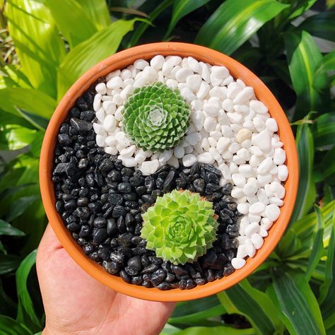 Mini Cactus Garden, Small Cactus Plants, Backyard Planters, Wood Succulent Planter, Plant Display Ideas, Succulent Bowls, Pebble Garden, Succulent Garden Design, Small Front Yard Landscaping