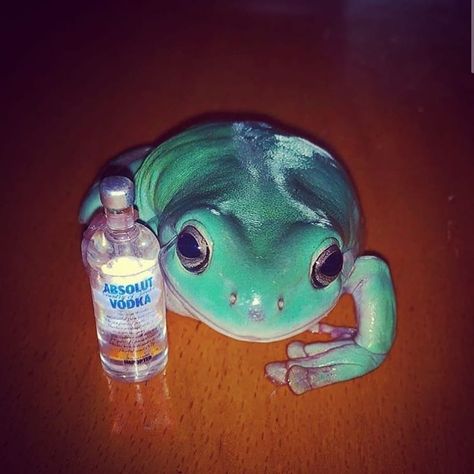 Amphibians, Frogs, Vodka, Tags, Memes, Water, Green, On Instagram, Instagram