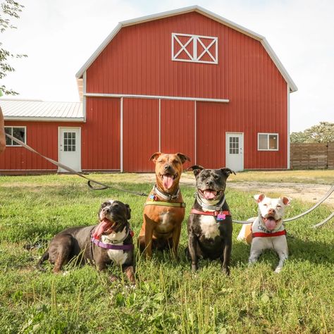 The Big Barn | ALIVE Rescue Rescue Farm, Dog Rescue, Animal Rescue Facility, Rescue Farm Animals, Animal Rescue Ideas Buildings, Multi Animal Barn, Animal Rescue Ideas, How To Start An Animal Rescue, Animal Rescue Sanctuary