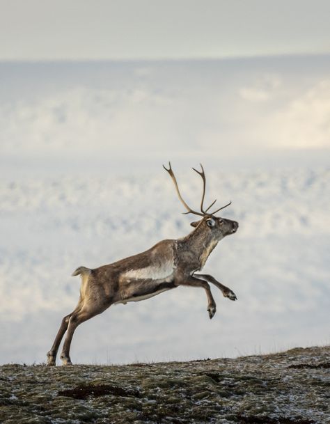 Reindeers in Iceland | Jon Hilmarsson | Flickr Reindeer Reference, Reindeer Aesthetic, Reindeer Photography, Reindeer Animal, Reindeer Photo, Critters 3, Christmas Reindeer, Wildlife Photography, The Snow