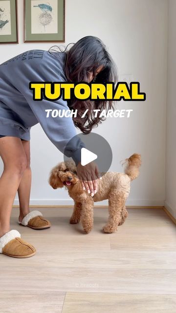 Oliver & Winky | Cavoodles | Cavapoo on Instagram: "★ Teach to TOUCH! - Easy TUTORIAL for one of the most useful tricks! ★

This trick is such a handy one to teach your pup to 
☞ familiarise touching the face - useful in grooming and care
☞ teach focus - useful for recall! 
☞ behavioural training and other tricks training!

Here’s how to do it in 3 simple steps! 
1. Use a sticky note in dog friendly colours (Blue or Yellow) or small treat on your palm, so they know how to target the palm. Mark and reward when the nose touches the palm
2. Reward, repeat and introduce the command
3. Once thorough, introduce distance and duration. Introduce variety 

Have fun practicing this trick! 

Let us know which trick you’d like us to do next ♡

Disclaimer 
✎ This tutorial is just based on our personal Cavapoo Training, Dog Tricks Easy, Dog Hacks, Service Dog, Sticky Note, To Touch, The Nose, Dog Training Tips, Service Dogs