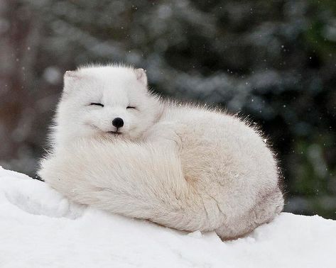 Baby Arctic Fox, Volpe Artica, Albino Animals, Fox Pictures, Foxes Photography, Pet Fox, Winter Animals, Arctic Animals, Arctic Fox