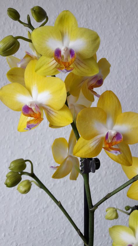 Cottagecore Garden, Yellow Orchid, Weird Plants, Orchids Garden, Flowery Wallpaper, Unusual Plants, Phalaenopsis Orchid, Bonsai Garden, Beautiful Orchids