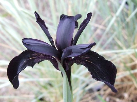 Iris chrysographes Black Iris Flower, Goth Garden Ideas, Iris Aesthetic, Flower Lawn, Spooky Garden, Plants Purple, Dark Plants, The Devil In Me, Plant Vibes