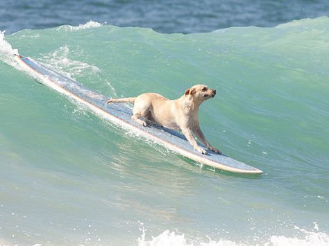 Go doggie, go! World Trade, World Trade Center, In The Ocean, Happy Dogs, Images Gif, Mans Best Friend, I Love Dogs, Dog Life, Animal Kingdom