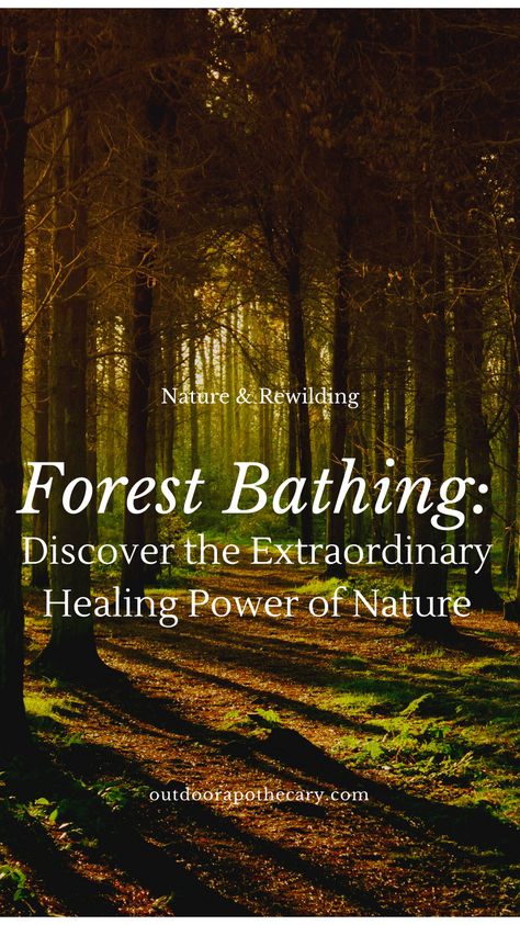 Outdoor Apothecary, Eco Therapy, Healing Power Of Nature, Shinrin Yoku, Natural Air Purifier, Healing Practices, Forest Bathing, Alternative Healing, Health Trends