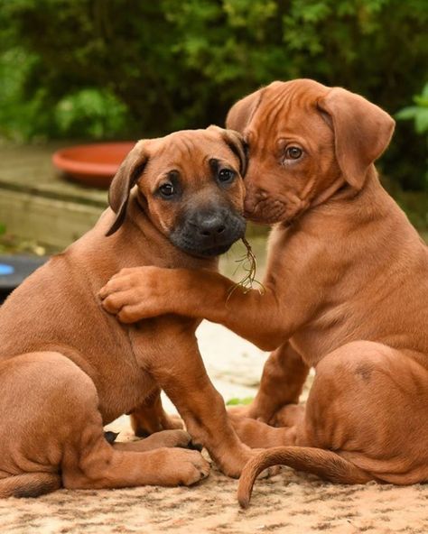 Ridgeback Puppies, Rhodesian Ridgeback Puppies, Rhodesian Ridgeback Dog, Dream Dog, Wolf Pictures, Bird Dogs, Rhodesian Ridgeback, Beautiful Dogs, Puppy Love