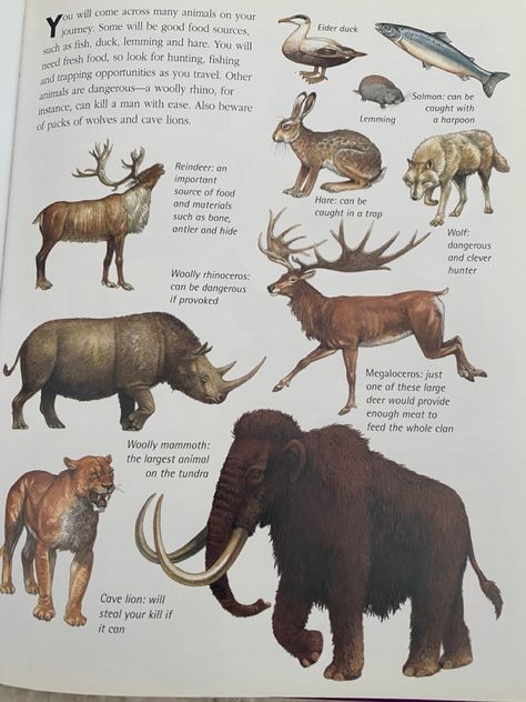 Stone Age Animals, Stone Age Man, Cro Magnon, Conservation Biology, Creature Drawings, Stone Age, Prehistoric Animals, Biology, Moose Art