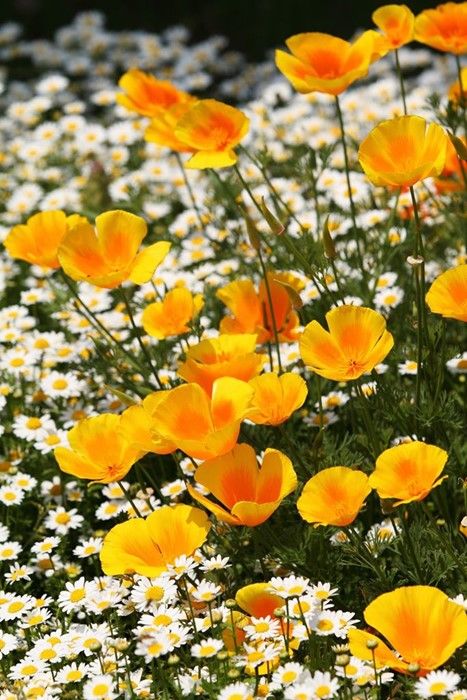 Yellow And White Flowers, The Grass, White Flowers, Poppies, California, Yellow, Flowers, White