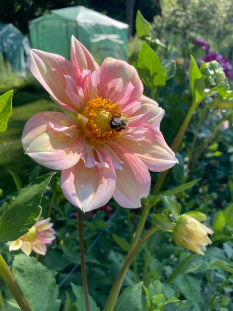 Collarette Dahlia, Apple Bottoms, Apple Blossom, Bumble Bee, Dahlia, Love This, Blossom, Bee, Flowers