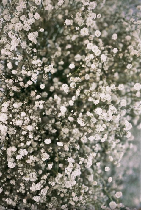 Britton Core, Janet Core, Babys Breath Aesthetic, Brittany Core, Aesthetic Light Academia, Breath Flowers, Flowers Wallpapers, Aesthetic Light, Baby Breath