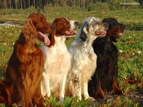 PortoRioSetter Gallery August 25, 2011 found on Facebook Pretty Setters, Irish Setter Aesthetic, Setter Puppies, Gorden Setter Dog, Irish Red And White Setter, Field Irish Setter, Irish Red Setter, Red And White Setter, Irish Setter Dogs