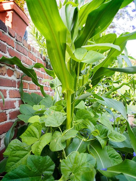 Three Sisters Garden, School Garden Club, Cold Frames, Garden Companion Planting, Halloween Board, The Three Sisters, Garden Layout Vegetable, Corn Plant, Companion Plants