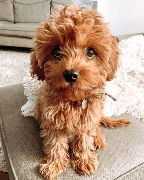 Cavapoo Puppies: Information, Characteristics, Facts, Videos #cavapoo #cavapoopuppies #cutepuppies #dogs - DOGBEAST Cavapoo Puppies, Super Cute Puppies, Cute Little Puppies, Miniature Poodle, Pretty Dogs, Cute Dogs And Puppies, Toy Poodle, Little Puppies