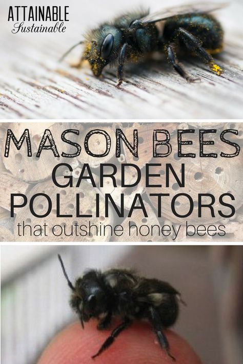 While honey bees are familiar to most of us, there are many other bee species that are great pollinators. Mason bees are great for the vegetable garden! Garden Pollinators, Bee Species, Bees Garden, Attainable Sustainable, Gardening Greenhouse, Garden Wildlife, Gardening Videos, Types Of Christmas Trees, Solitary Bees