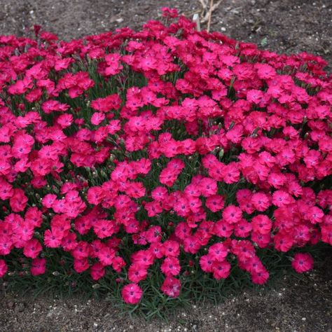 dianthus_paint_the_town_red_pinks_pw_diart_01 Red Dianthus, Dianthus Perennial, Proven Winners Perennials, Pink Dianthus, Deer Resistant Perennials, Edging Plants, Paint The Town Red, Red Plants, Border Plants