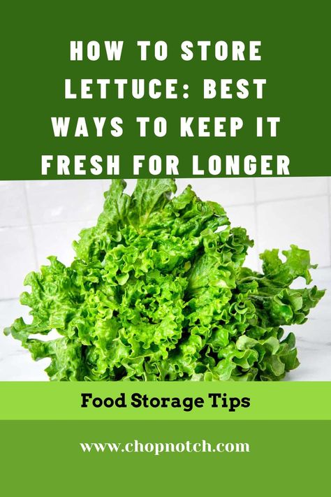 Lettuce comes in many deliciously different varieties and can be the basis of a salad, used as a wrap, or enjoyed as a garnish. Knowing how to store lettuce means you can make the best choice about what kind to use and expect a good shelf life. But Do You Know How To Store Lettuce? Find Here The Best Ways To Keep It Fresh For Longer! #FoodStorage #LettuceStorage #VegetableStorage Fast Easy Desserts, Red Leaf Lettuce, Vegetable Storage, Lettuce Leaves, Quick Weeknight Dinners, Recipe Board, Recipe Boards, How To Store, Quick Desserts