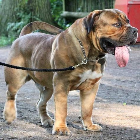 Boerboel Puppies, Boerboel Mastiff, Japanese Mastiff, African Boerboel, South African Mastiff, Pitbull Dog Breed, Mastiff Breeds, Every Dog Breed, Bully Breeds Dogs