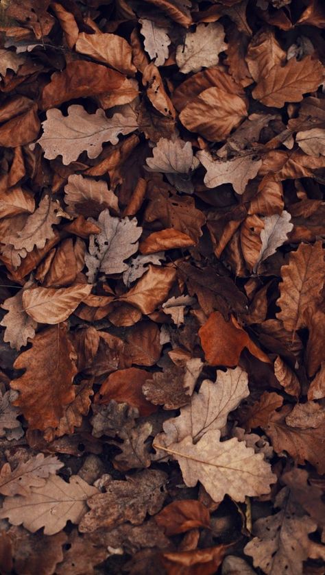 Studera Motivation, Cute Fall Wallpaper, Fall Background, Tapeta Galaxie, Wallpaper Pastel, Brown Fall, Tapeta Pro Iphone, Brown Wallpaper, Foto Vintage