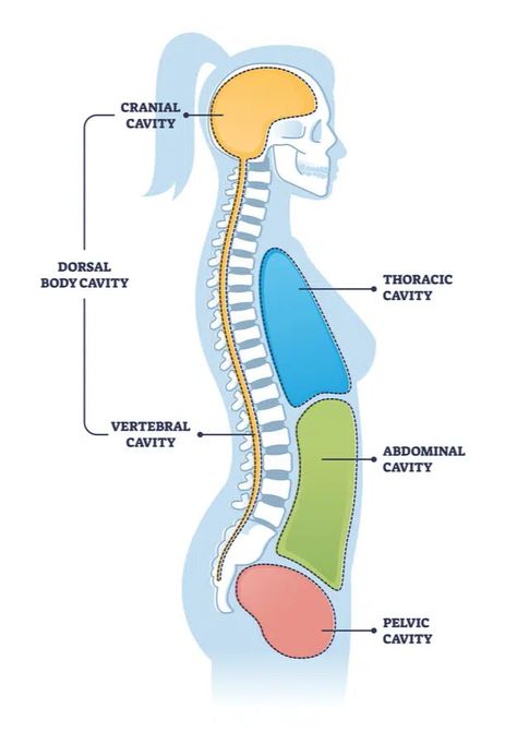 Mblex Study Guides Massage Therapy, Anatomical Terms, Thoracic Cavity, Medical Study, Types Of Muscles, Gross Anatomy, Anatomy Physiology, Family Nurse Practitioner, Tissue Types