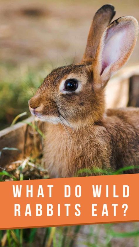 What Do Wild Rabbits Eat? A Guide To The Natural Wild Rabbit Diet Wild Bunny Care, What Do Rabbits Eat, What Do Bunnies Eat, Wild Rabbit Shelter, Wild Rabbit Food, Backyard Bunnies, Wild Bunnies, Wild Baby Rabbits, Farming Animals