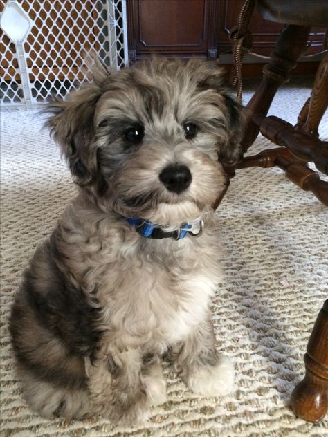 Blue Merle Schnoodle puppy. Hypoallergenic, non-shed. Merle Schnoodle, Schnoodle Puppy, Schnoodle Dog, Hypoallergenic Dog Breed, Nature Aesthetics, Puppy Wallpaper, Hypoallergenic Dogs, Schnauzer Puppy, Toy Dog