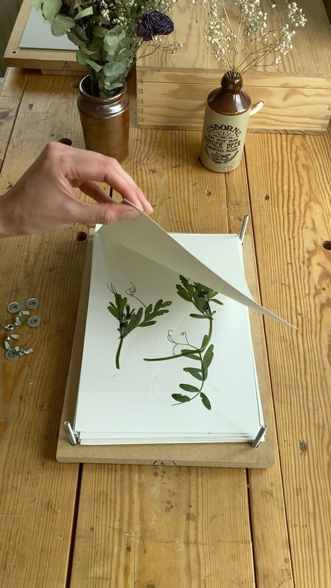 Plant Pressing, Plant Press, Watercolour Flower, Flower Press, Flower Ideas, Wild Flower, Pressed Flower, Pressed Flowers, Paper Art