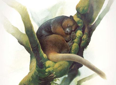 The ultra-rare Wondiwoi tree kangaroo was last recorded by scientists in 1928, and researchers only ... - Illustration by Peter Schouten Tree Kangaroo, Australian Mammals, Rare Orchids, Forest Illustration, New Guinea, Koala Bear, Natural History, Animal Gifs, National Geographic