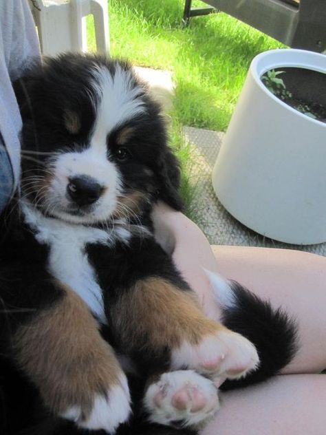 Berner Puppy, Bernese Puppy, Beagle Mix, Puppies And Kitties, Puppy Photos, Cute Animals Images, Mountain Dog, Bernese Mountain