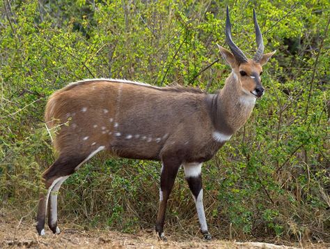 The Bush-buck is so called because it indicates the type of habitat that it is associated with. Cover and availability of water are the most important habitat requirements for the bush-buck. Bush-buck can also take to water and are fast, maneuverable swimmers. They are difficult to catch in the water. They have been known to swim up to 3km without tiring. African Antelope, African Buffalo, Amazing Frog, Wild Creatures, African Wildlife, Deep Forest, Wildlife Animals, African Animals, Sea Level