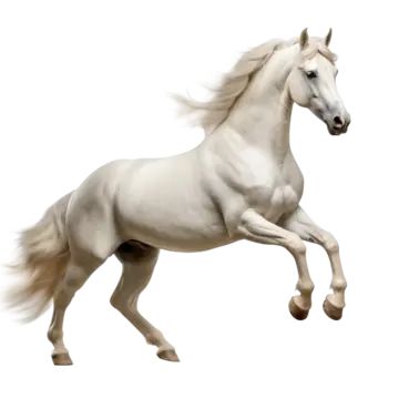 white horse,horse,animal,horse drawing,horse sketch,line draft,fine horse,animation,midjourney,adorable animal,pegasus,cartoon horse,white,ink painting,horses,cartoon animals,running horse,good horse,brown horse,wing,pentium,success to success,galloping horse,protected animals,endangered animals,cartoon,pony,bmw Horse White Background, Horses Cartoon, Animals Running, Animals Endangered, Painting Horses, Drawing Horse, Cartoon Horse, Horse Animation, Horse Png