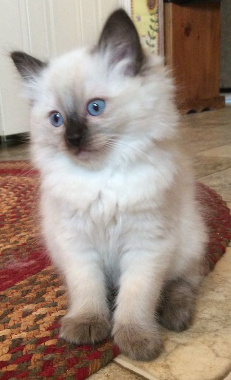 Myresa is a seal point ragdoll kitten from our third litter. She has the sweetest personality and stunning coat! She will make a wonderful pet for her new owner :) Seal Point Ragdoll, Ragdoll Kittens For Sale, Ragdoll Kittens, Siamese Kittens, A Seal, Ragdoll Kitten, Gorgeous Cats, Ragdoll Cat