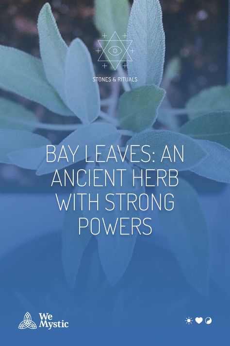 It is not uncommon to find aromatic herbs that can help us on the spiritual side. Bay leaves are one of them. Used since antiquity for different purposes, this herb continues at the top of the list of medicinal and spiritual properties. In this article, we are going to tell you everything that bay leaves carry. Burn Bay Leaves, Bay Laurel Tree, Burning Bay Leaves, Laurel Tree, When To Plant Vegetables, Simmer Pot, Spiritual Bath, Natural Insect Repellant, Sacred Feminine