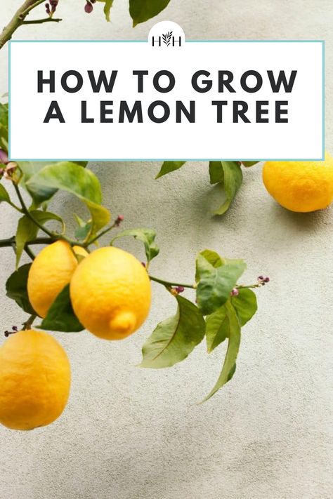 The best time to plant lemon trees is in early spring, either in the ground or in a pot in full sun. They are not very cold tolerant and should only be planted in the ground in USDA Zones 9 and above. Water soon after planting to establish a strong root system and adopt a regular feeding routine after about a year of growth. Prune correctly for the best possible harvest each season. Growing Limes, Cold Climate Gardening, Growing Food Indoors, How To Grow Lemon, Diy Gardening, Pollinator Garden, Tree Care, Soil Health, Fruit Garden