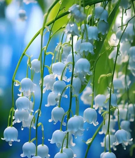 Blue Lily Of The Valley, Pretty Flowers Pictures, Lily Of The Valley Flowers, Valley Flowers, Blue Lily, Flower Guide, Light Blue Flowers, Nothing But Flowers, Flower Therapy