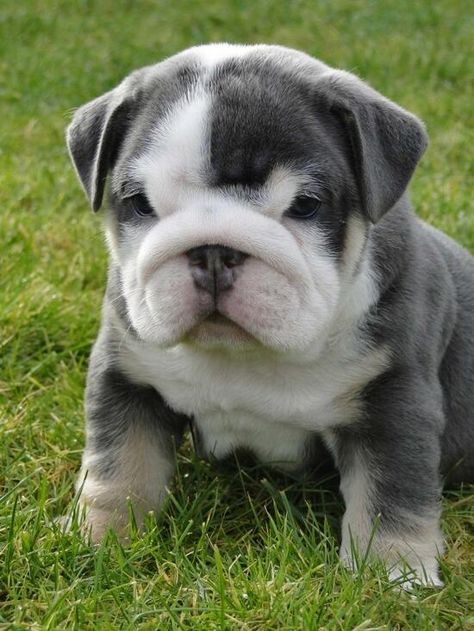 Miniature English Bulldog Pup Miniature English Bulldog, Mini Bulldog, English Bulldog Puppies, English Bulldog Puppy, English Bulldogs, Puppy Pictures, Bulldog Puppies, Sweet Animals, English Bulldog