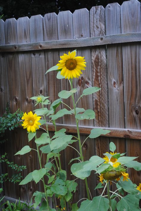 More sunflowers!! Sunflower Backyard, Easiest Plants To Grow, Unique Yard Art, Brick Patterns Patio, Backyard Design Ideas, Pinterest Garden, Living Simply, Plants To Grow, Sunflower Garden