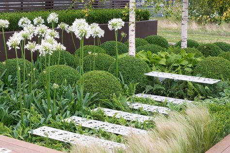 Garden Ideas, Border ideas, Perennial Planting, Perennial combination, Spring Borders, Summer Borders, Shade gardens,  Fern, Hosta, Betula utilis, Birch Tree, Himalayan Birch, Agapanthus, Lily of the Nile White Agapanthus, Agapanthus Plant, Mexican Feather Grass, White Flowering Plants, African Lily, Buxus Sempervirens, Formal Garden, Mediterranean Garden, Plant Combinations