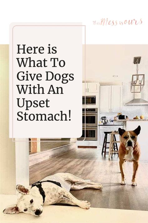 Is your pup feeling queasy? Next time you think there may be digestive issues, be prepared and know exactly what to give dogs with an upset stomach. Homemade Dog Food Sensitive Stomach, Dog Treats For Sensitive Stomachs, Dog Food For Sensitive Stomachs, Bland Diet For Dogs With Upset Stomach, Boiled Chicken And Rice, Upset Stomach Remedy, Foods To Help Dog Digestion, Can Dogs Eat Blueberries, Dog Upset Stomach