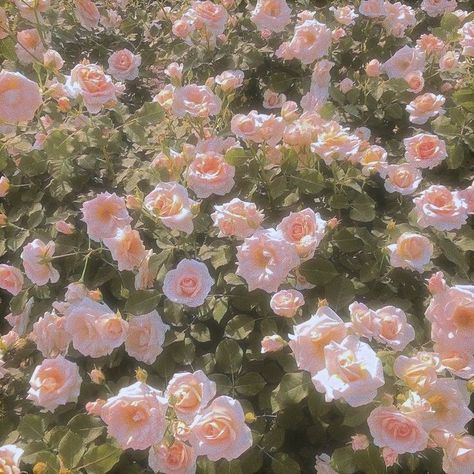 Nothing But Flowers, Aesthetic Flowers, Flower Therapy, Nature Aesthetic, Pink Aesthetic, Pretty Flowers, Cottage Core, My Aesthetic, In The Garden