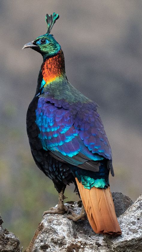 Himalayan Monal | NatureRules1 Wiki | Fandom Himalayan Monal, Optical Illusion Drawing, Most Beautiful Birds, Bird Quilt, Alien Concept Art, Majestic Animals, Animal Behavior, Exotic Birds, Pretty Birds