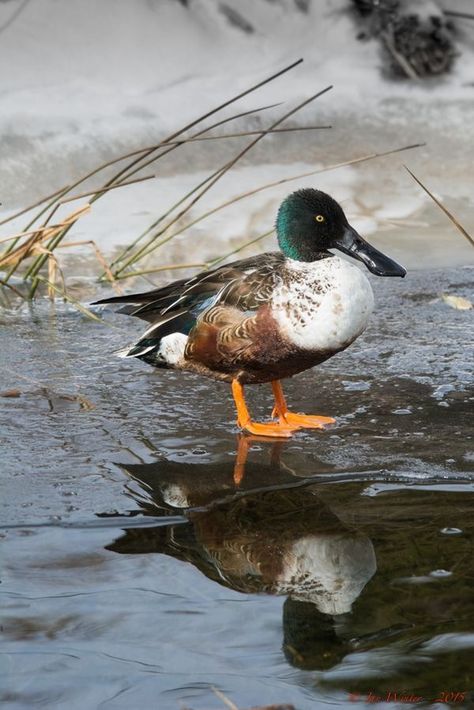 Northern Shoveler Duck Shoveler Duck, Northern Shoveler, Types Of Ducks, Waterfowl Art, Duck Breeds, Aquatic Birds, Hunting Pictures, Ducks Unlimited, Painting Reference