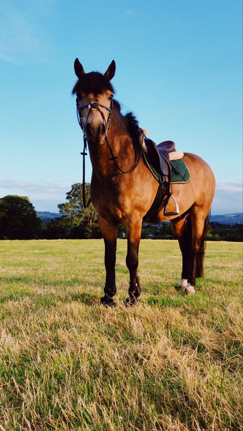 Connemara Horse, Pony Aesthetic, Aesthetic Horse, Connemara Pony, Horse Hay, Horsey Life, I Miss Summer, Horse Ideas, Dream Horse