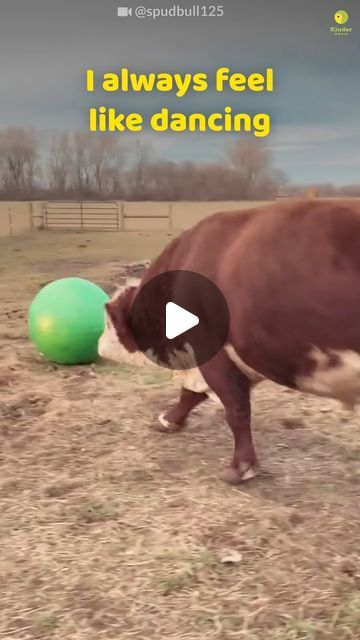 Funny Animal Cartoons, Pictures Of Animals Photography, Cow Videos For Kids, Silly Animals Videos, Try Not To Laugh Animals, Cow Videos, Funny Farm Animals, Playful Animals, Fat Animals