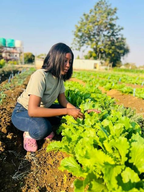 Learn how to grow Chinese cabbage with tips on soil prep, sowing, care, harvesting, and pest control. https://limafarm.wordpress.com/2024/07/18/how-to-grow-chinese-cabbage/ Growing Cabbage, Farmer Life, Chinese Cabbage, Future Life, Zambia, Pest Control, Active Lifestyle, How To Grow, Farm Life