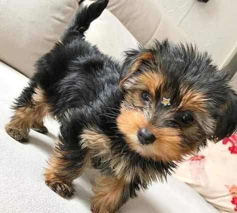 Yorkie Full Grown, Baby Yorkie, Teacup Yorkie Puppy, Yorkie Puppy For Sale, Cute Small Dogs, Puppy Mom, Dog Mommy, Yorkie Puppies, Very Cute Puppies