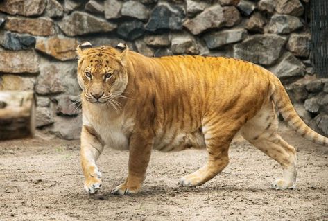 Ligers Sand Cats, False Killer Whale, Female Tiger, Hybrid Creatures, Animal Oc, Mixed Animals, Animal Hybrids, Anthropomorphic Characters